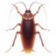 cockroach Emoji (Apple)