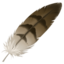 feather Emoji (Apple)