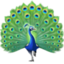 Pfau Emoji (Facebook)